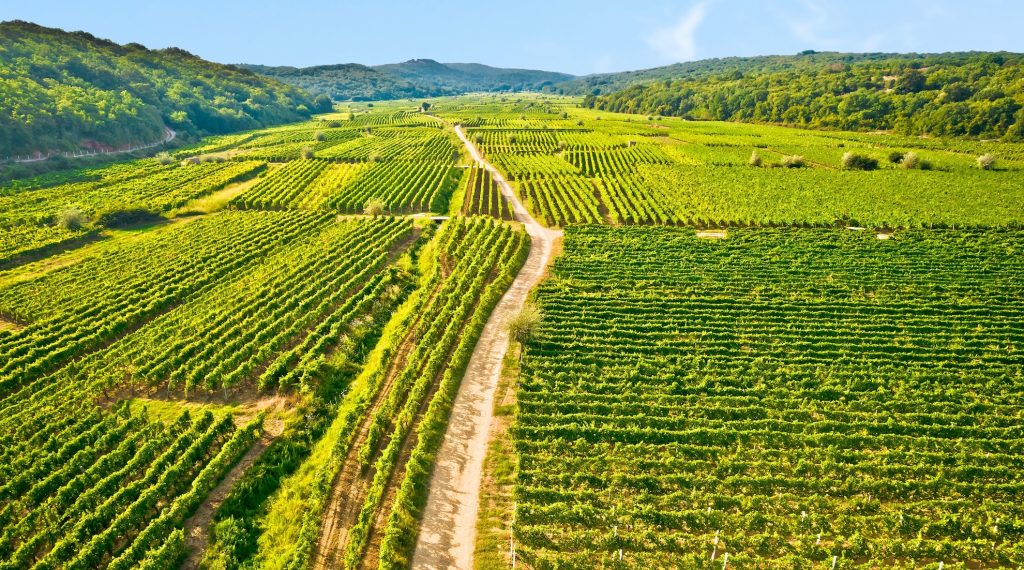 Luftaufnahme der grünen Weinberge von Vrbnik auf der Insel Krk, Heimat der berühmten Žlahtina-Traube.