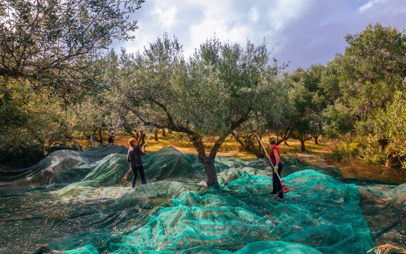 Olivenernte Insel Krk