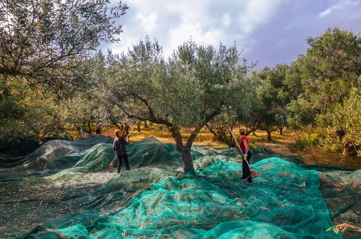Olive Touch in Malinska