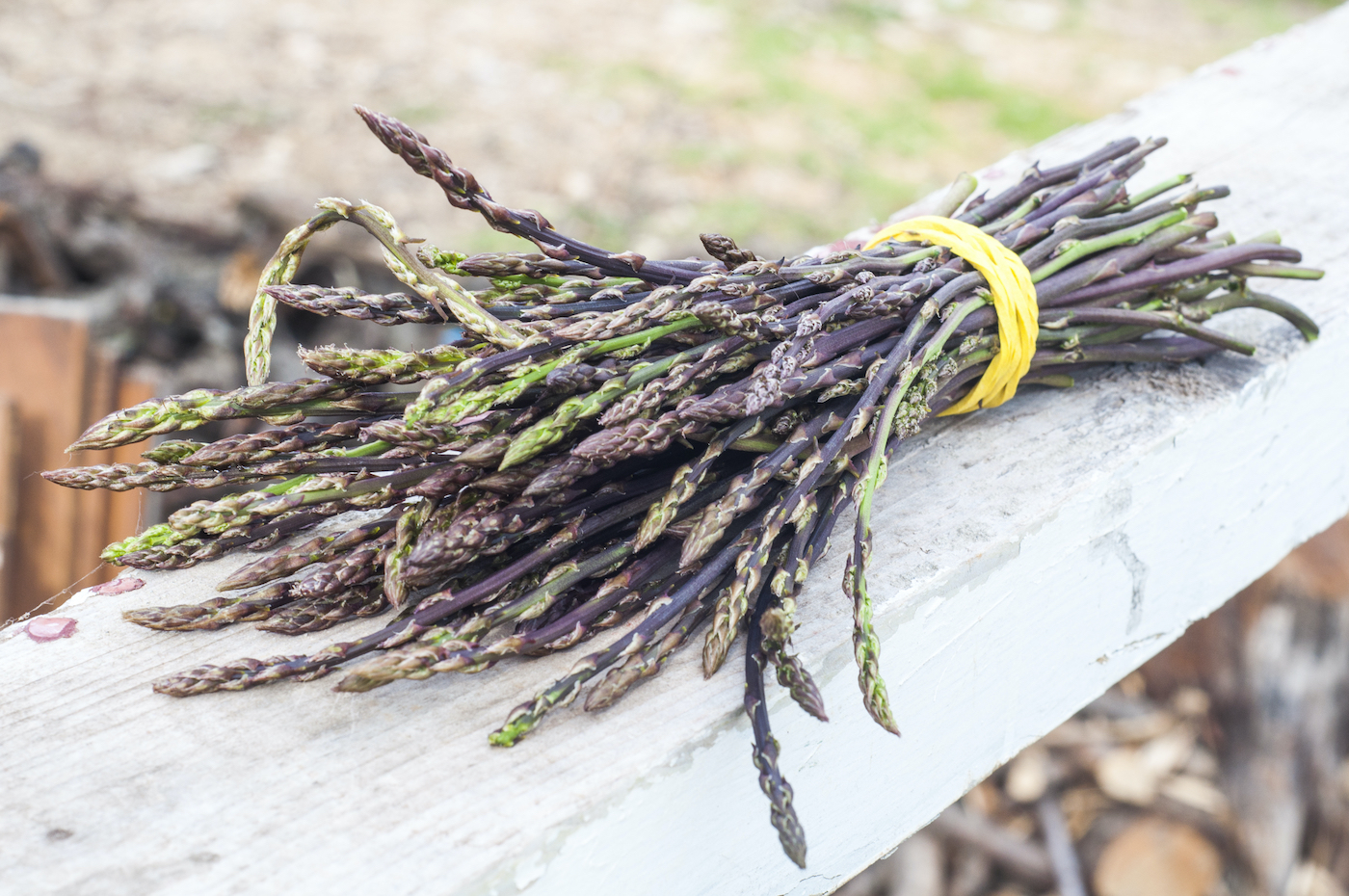 wildspargel-krk-sammeln