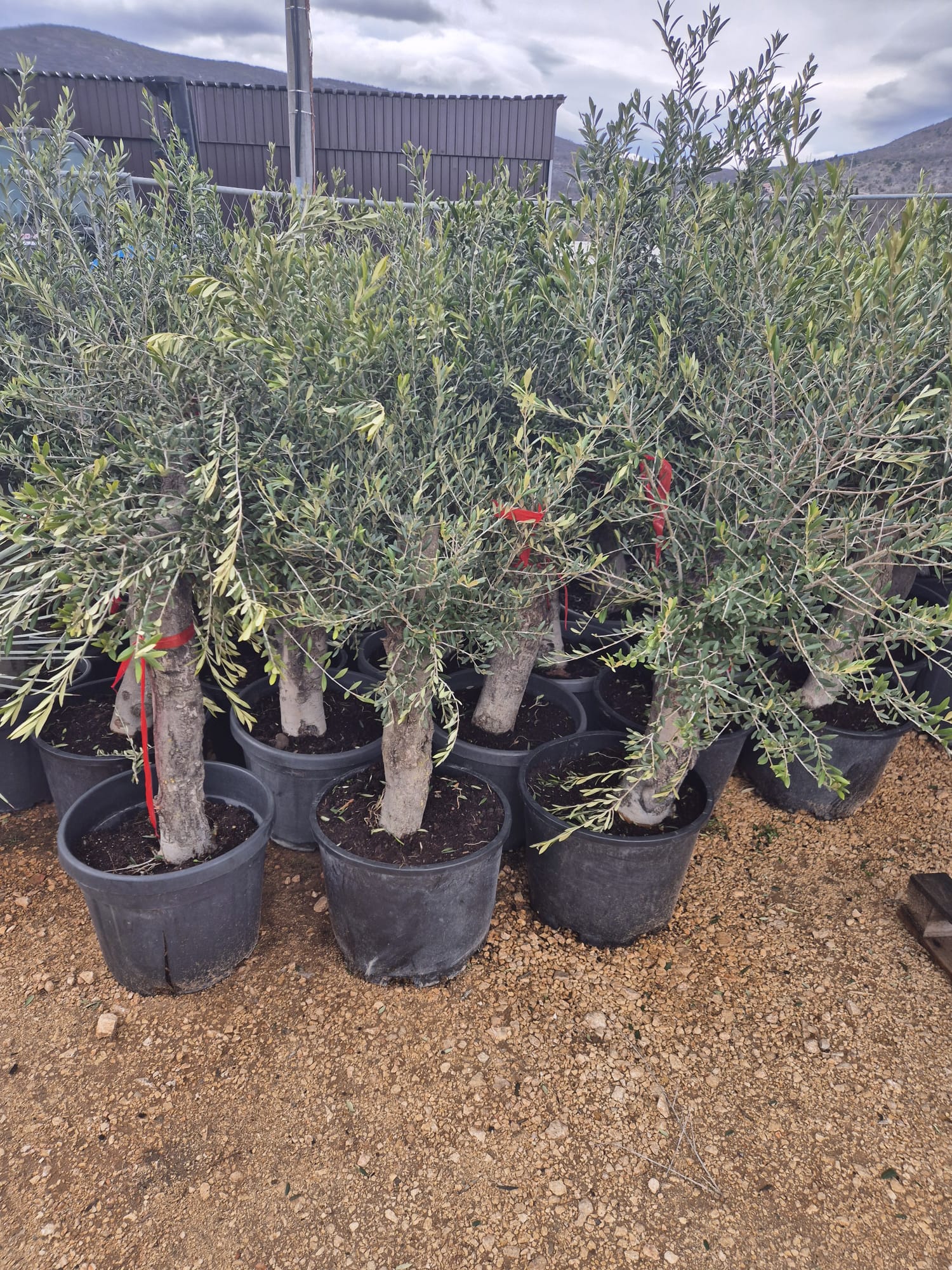 Mediterrane Trume: Olivenbume & Palmen ab 156  - Krk Info