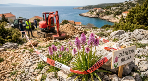 Seltene rosa Orchidee Pyramiden-Hundswurz auf der Insel Krk Kroatien.